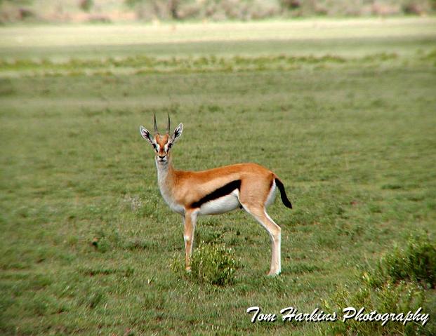 Thompsons Gazelle.jpg